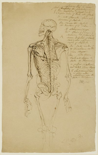 Disegno di uno scheletro umano (penna marrone e inchiostro su carta) da James Ward